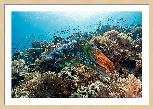 Cuttlefish Camouflage In Motion
