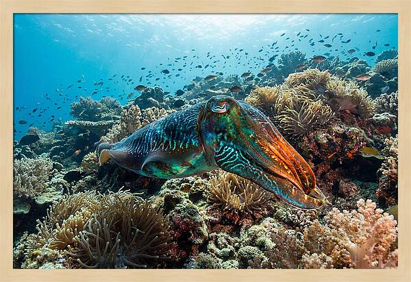 Cuttlefish Camouflage In Motion