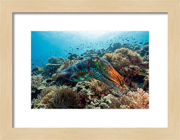 Cuttlefish Camouflage In Motion