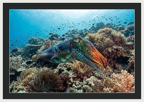 Cuttlefish Camouflage In Motion