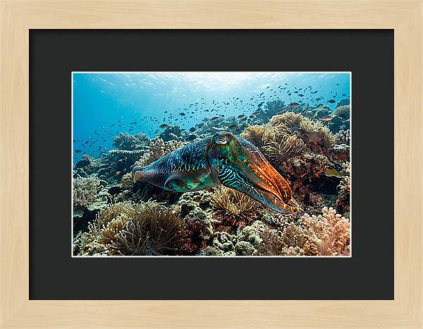 Cuttlefish Camouflage In Motion