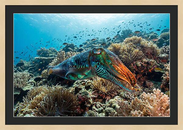 Cuttlefish Camouflage In Motion