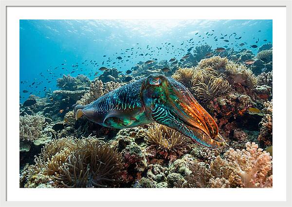 Cuttlefish Camouflage In Motion