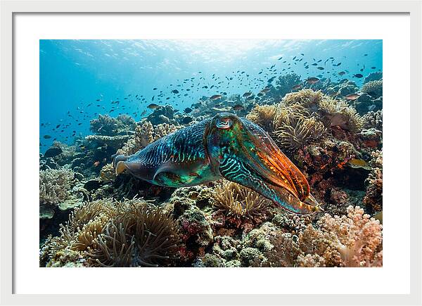 Cuttlefish Camouflage In Motion
