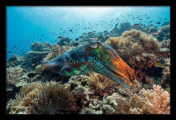 Cuttlefish Camouflage In Motion