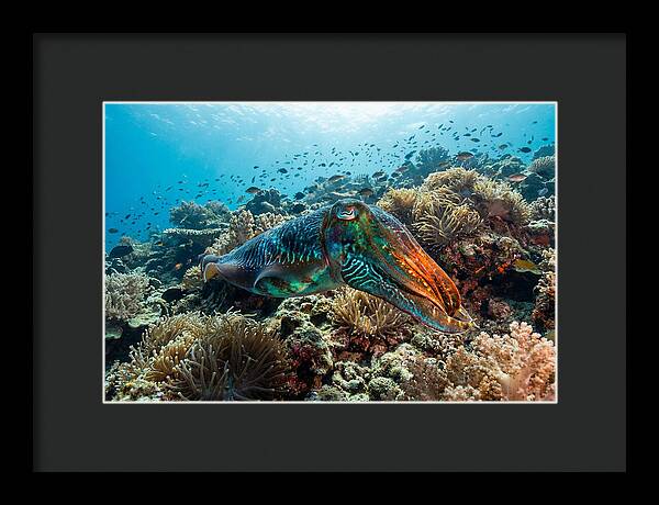 Cuttlefish Camouflage In Motion