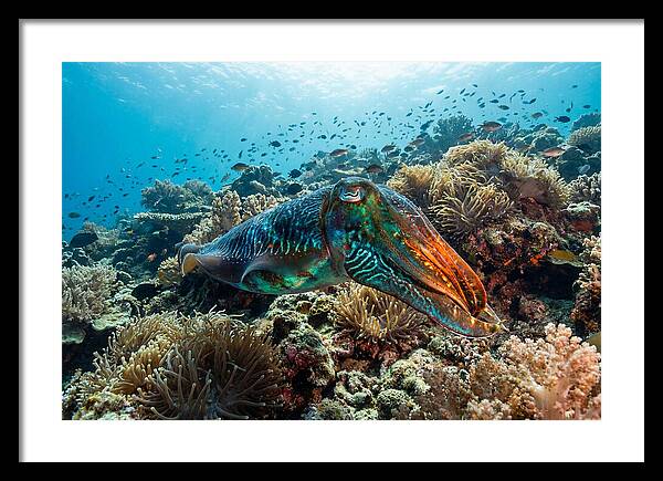 Cuttlefish Camouflage In Motion