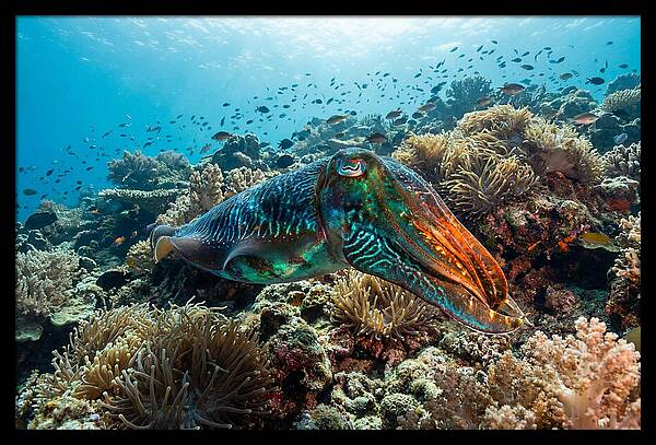 Cuttlefish Camouflage In Motion