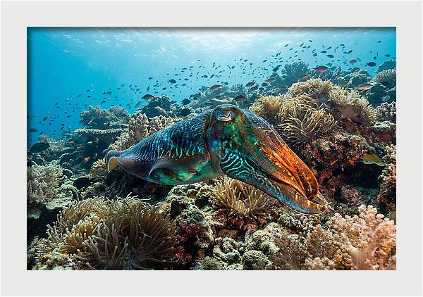 Cuttlefish Camouflage In Motion