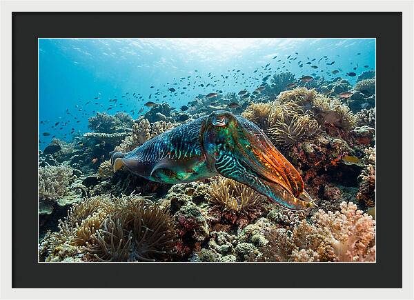 Cuttlefish Camouflage In Motion