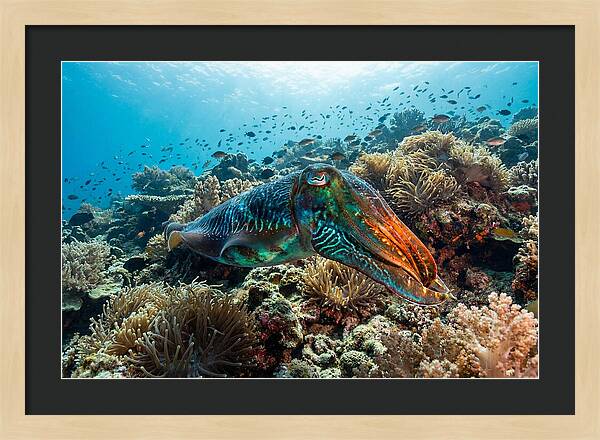 Cuttlefish Camouflage In Motion