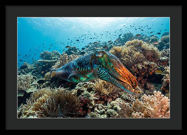 Cuttlefish Camouflage In Motion