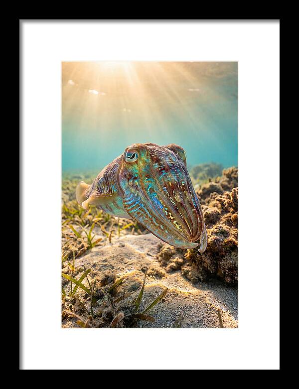 Cuttlefish Color Changing Display