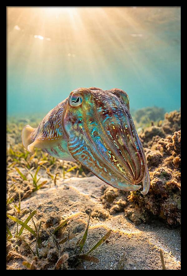 Cuttlefish Color Changing Display