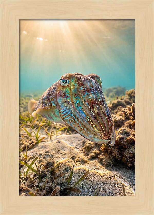 Cuttlefish Color Changing Display