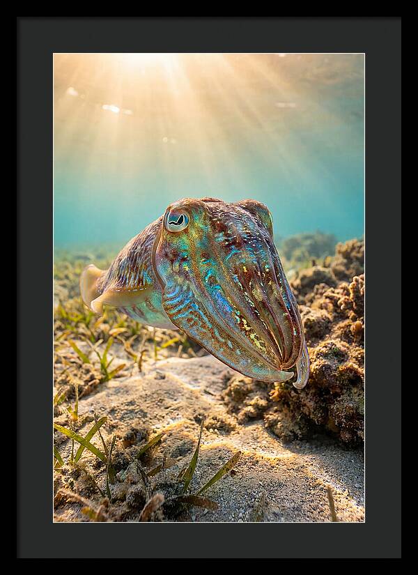 Cuttlefish Color Changing Display