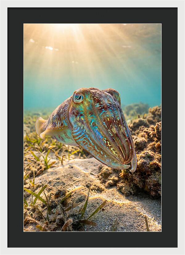 Cuttlefish Color Changing Display
