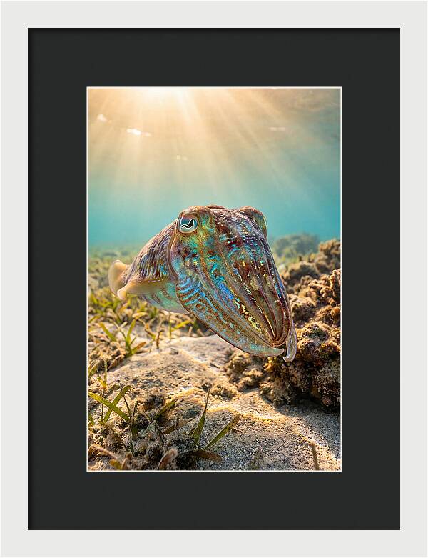 Cuttlefish Color Changing Display