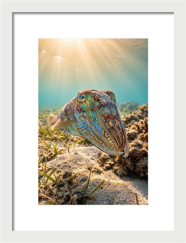 Cuttlefish Color Changing Display
