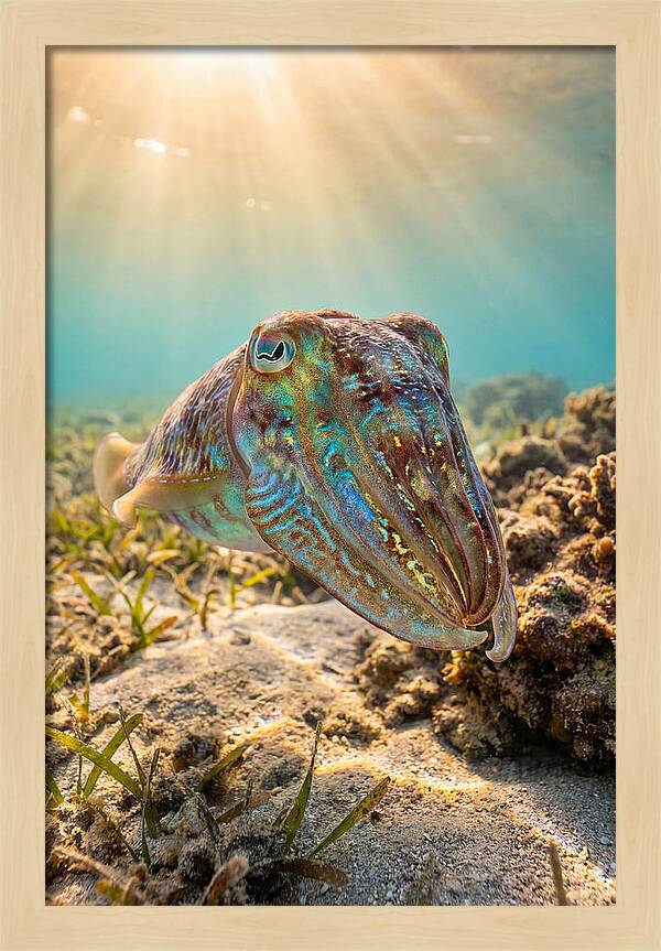 Cuttlefish Color Changing Display