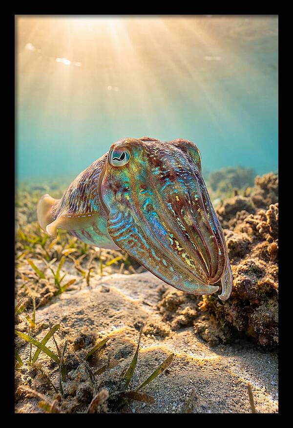 Cuttlefish Color Changing Display
