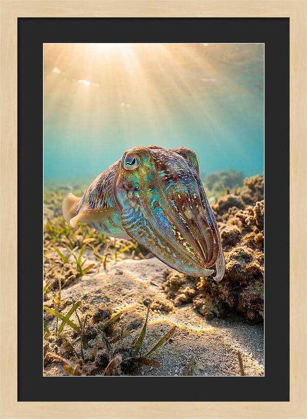 Cuttlefish Color Changing Display