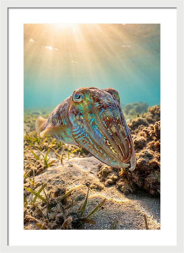 Cuttlefish Color Changing Display