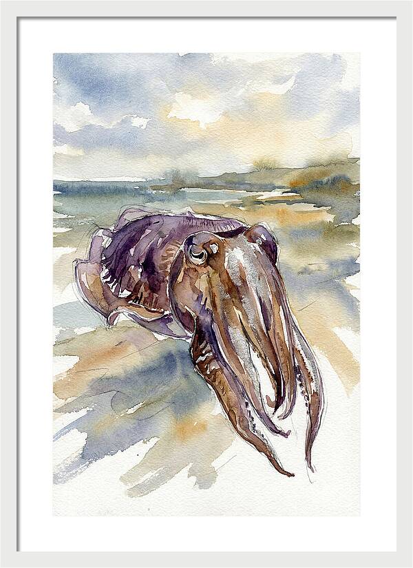 Cuttlefish In Watercolor