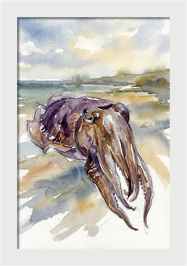 Cuttlefish In Watercolor
