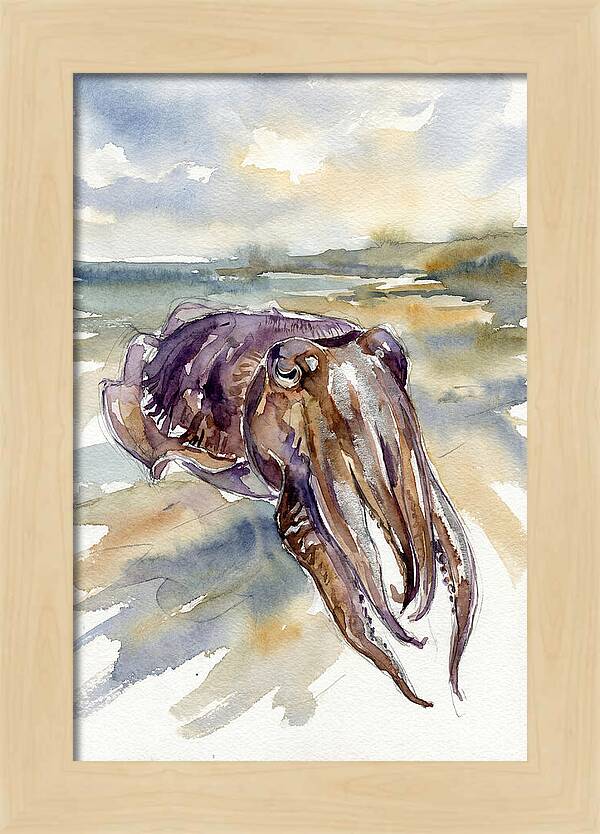 Cuttlefish In Watercolor
