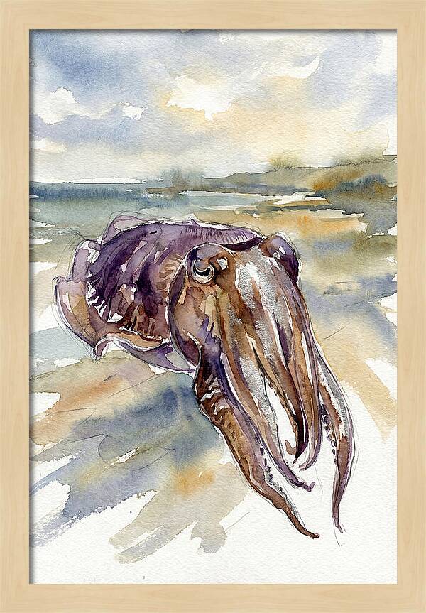 Cuttlefish In Watercolor