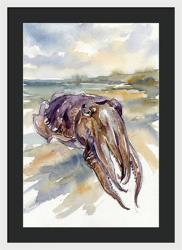 Cuttlefish In Watercolor