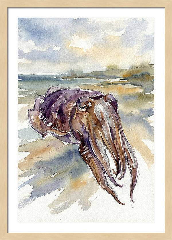 Cuttlefish In Watercolor