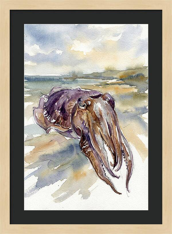 Cuttlefish In Watercolor