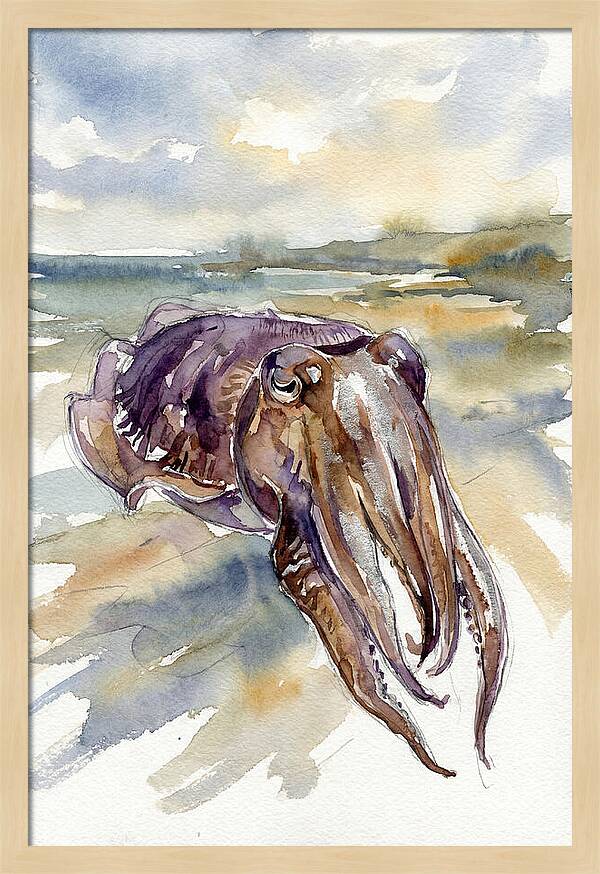 Cuttlefish In Watercolor