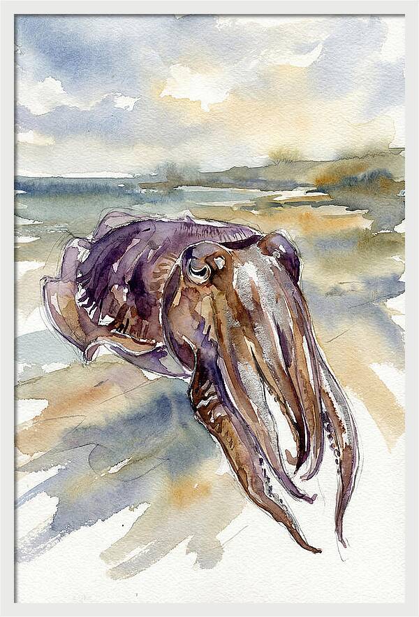 Cuttlefish In Watercolor
