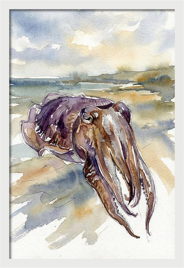Cuttlefish In Watercolor
