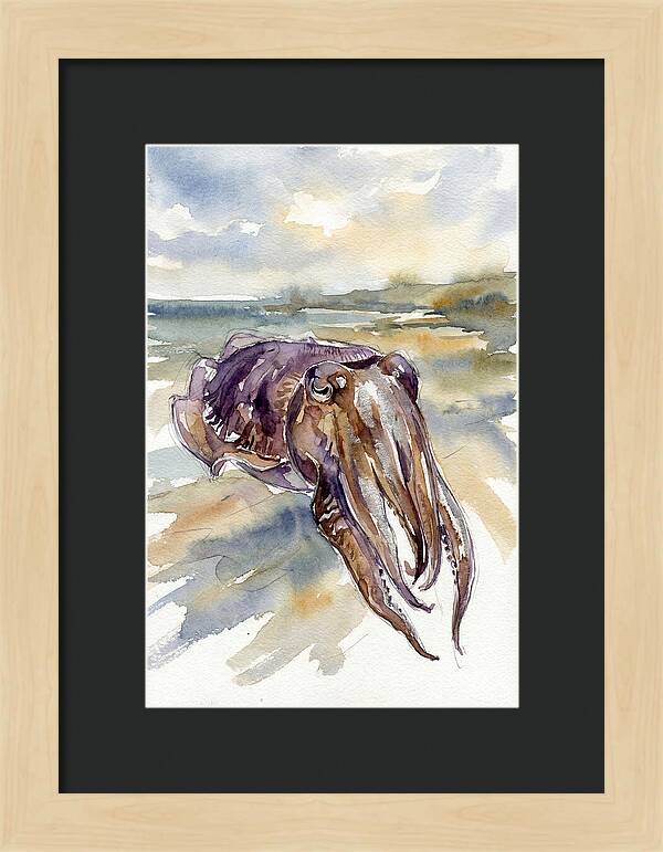 Cuttlefish In Watercolor