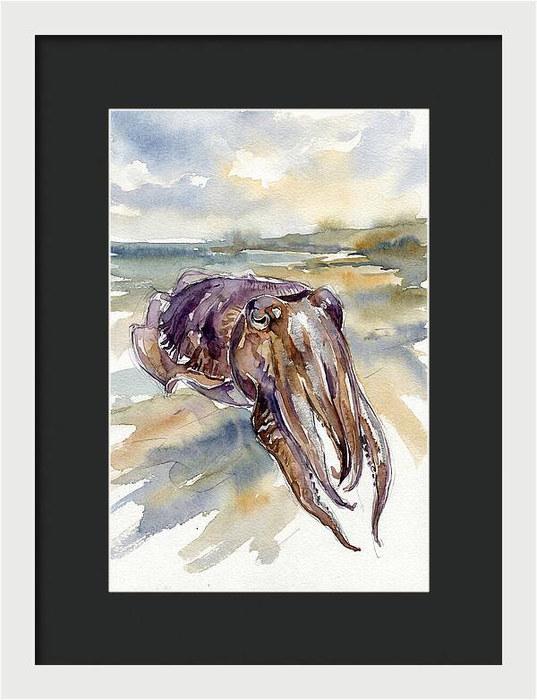 Cuttlefish In Watercolor