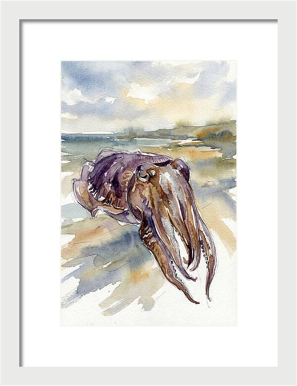 Cuttlefish In Watercolor