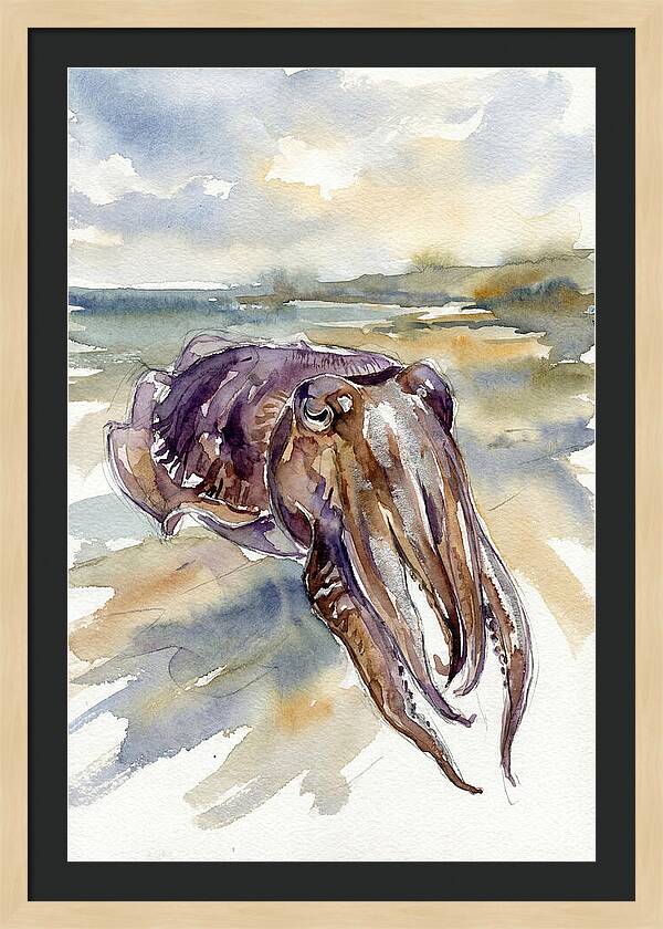 Cuttlefish In Watercolor