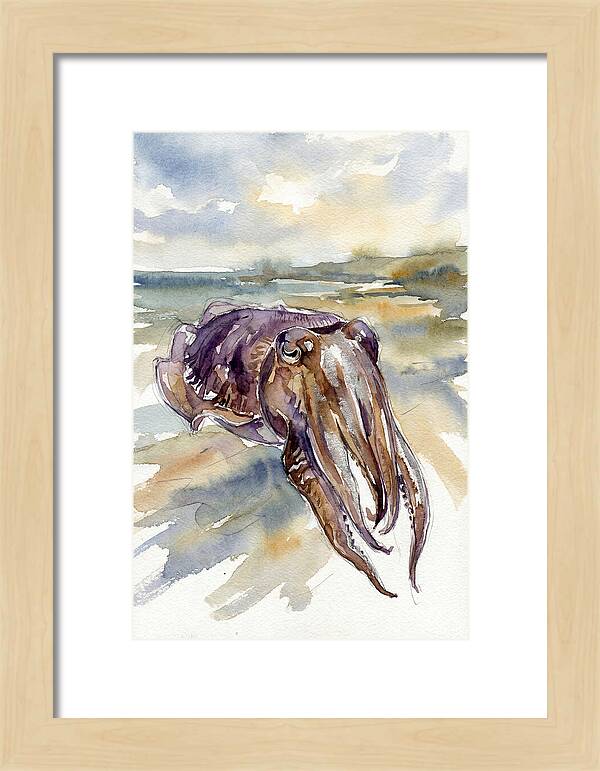 Cuttlefish In Watercolor