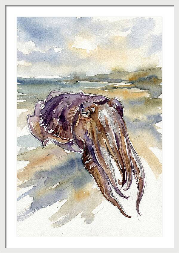 Cuttlefish In Watercolor
