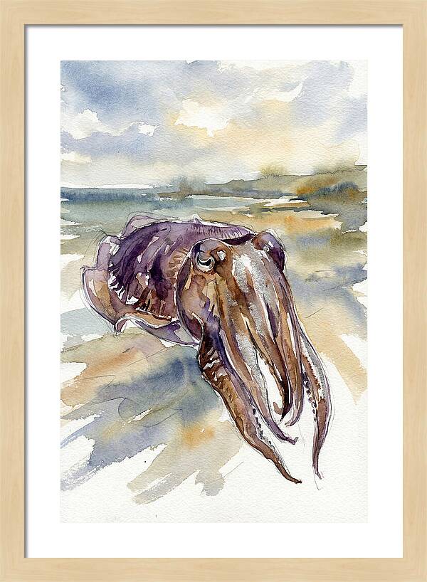 Cuttlefish In Watercolor