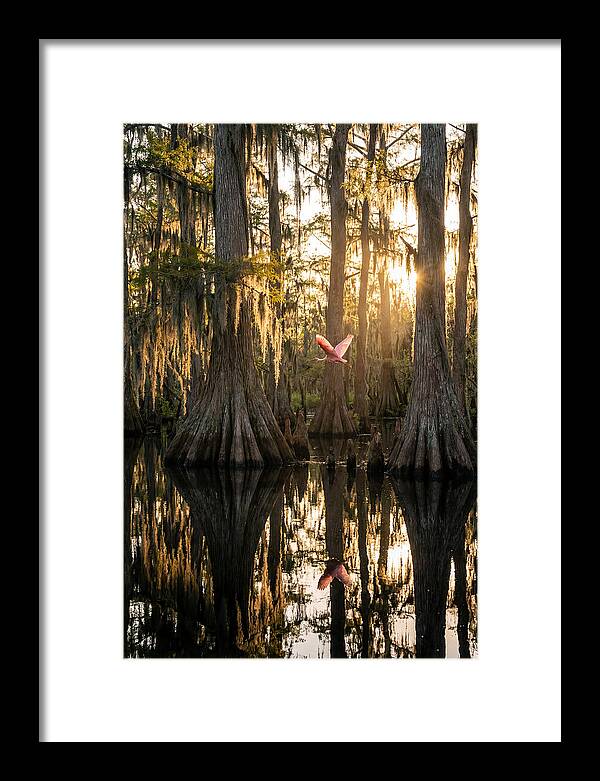 Cypress Dome At Golden Hour