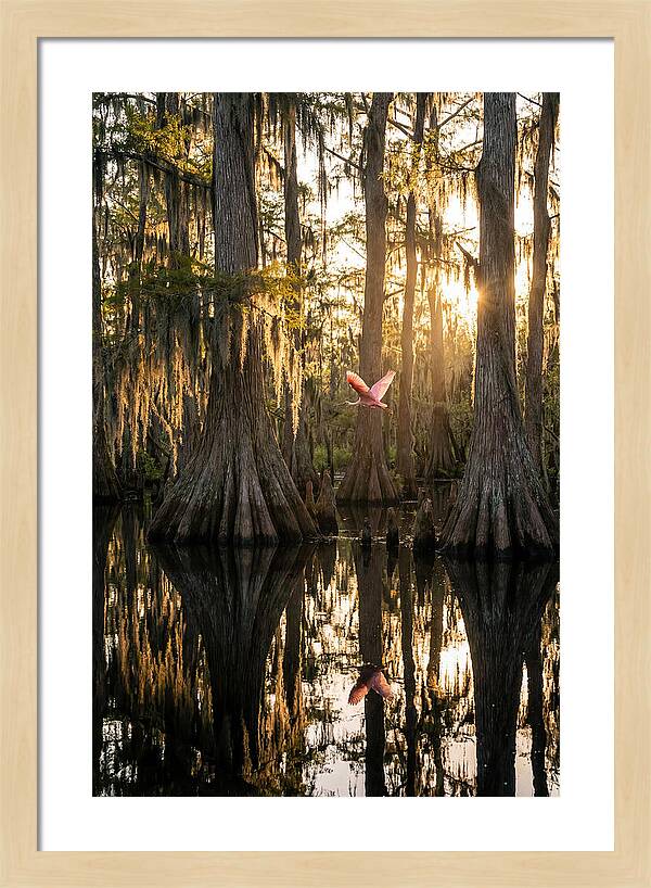 Cypress Dome At Golden Hour