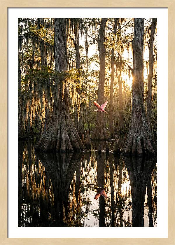 Cypress Dome At Golden Hour