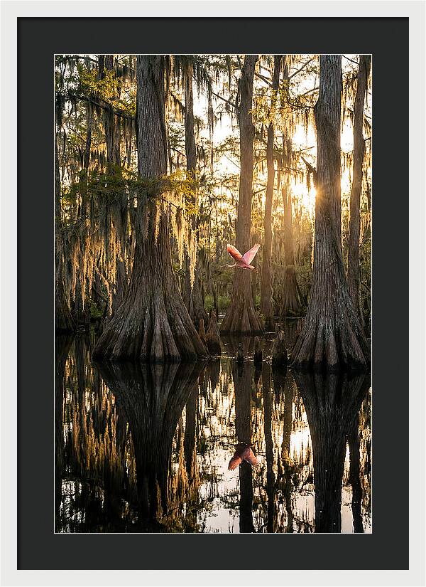 Cypress Dome At Golden Hour