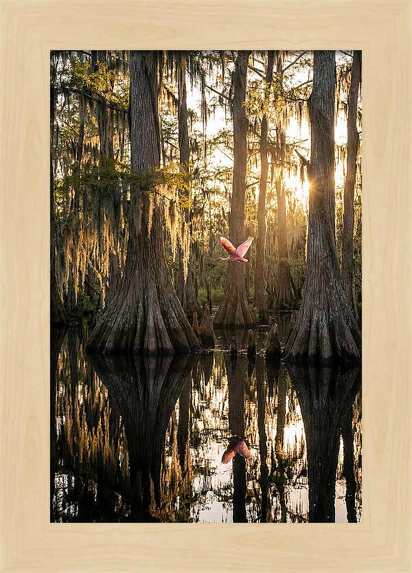 Cypress Dome At Golden Hour