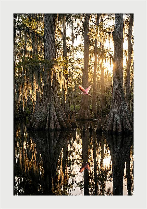 Cypress Dome At Golden Hour